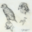 Gaston SUISSE (1896-1988) - Aigle bateleur et tête.